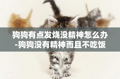 狗狗有點發燒沒精神怎么辦-狗狗沒有精神而且不吃飯該怎么辦