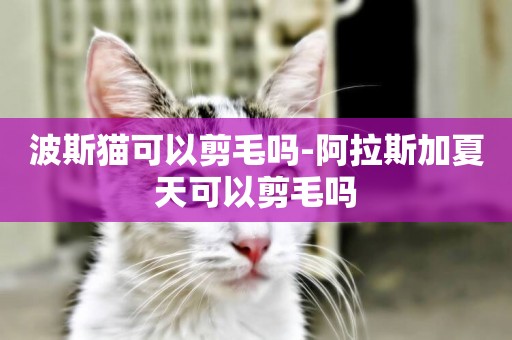 波斯貓可以剪毛嗎-阿拉斯加夏天可以剪毛嗎