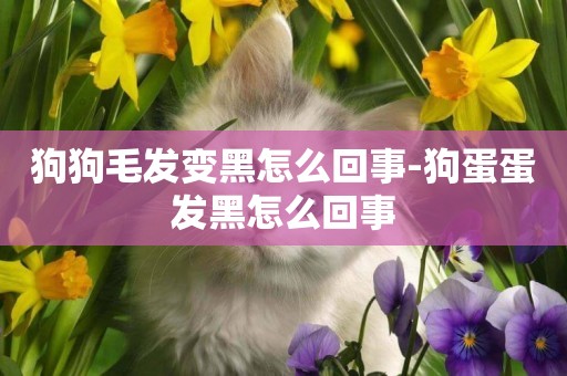 狗狗毛發變黑怎么回事-狗蛋蛋發黑怎么回事