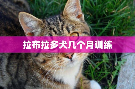 拉布拉多犬幾個月訓練