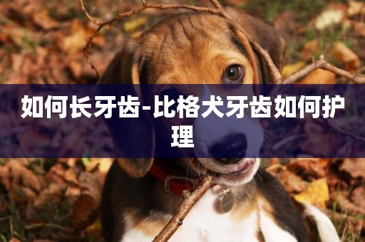 如何長牙齒-比格犬牙齒如何護理