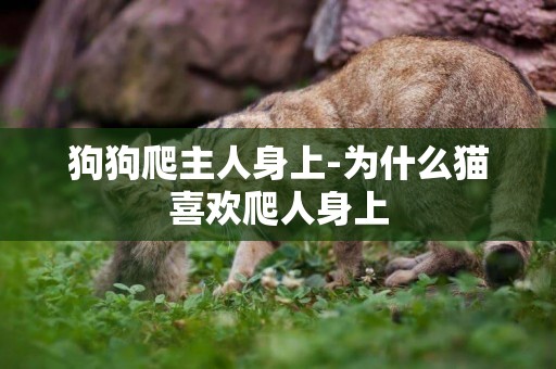 狗狗爬主人身上-為什么貓喜歡爬人身上