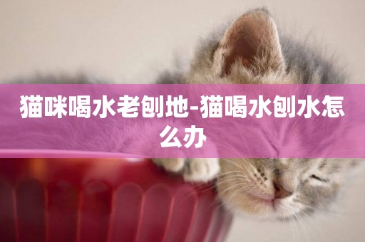 貓咪喝水老刨地-貓喝水刨水怎么辦