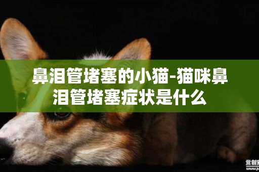 鼻淚管堵塞的小貓-貓咪鼻淚管堵塞癥狀是什么