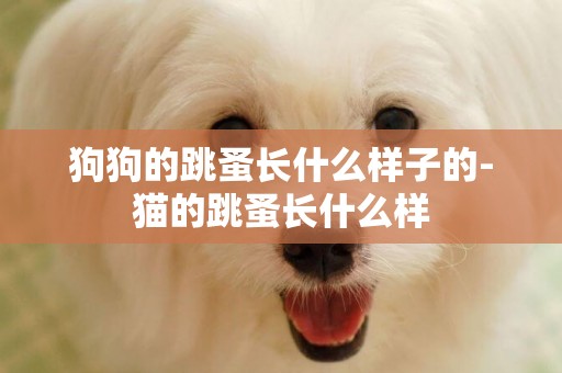 狗狗的跳蚤長什么樣子的-貓的跳蚤長什么樣