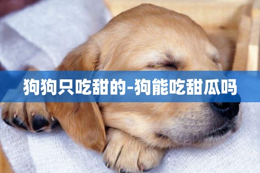 狗狗只吃甜的-狗能吃甜瓜嗎