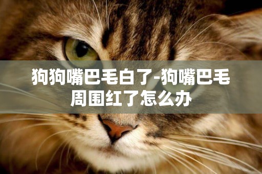 狗狗嘴巴毛白了-狗嘴巴毛周圍紅了怎么辦