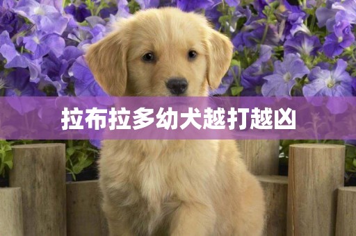 拉布拉多幼犬越打越兇