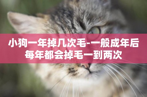 小狗一年掉幾次毛-一般成年后每年都會掉毛一到兩次