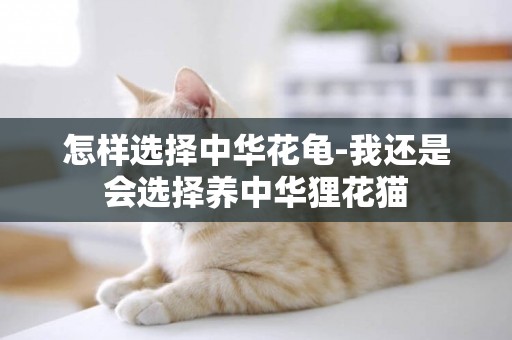 怎樣選擇中華花龜-我還是會選擇養中華貍花貓