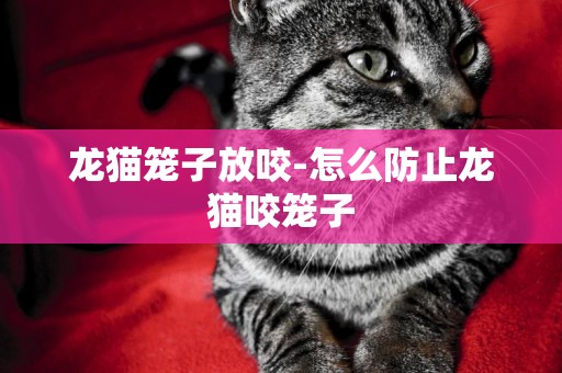 龍貓籠子放咬-怎么防止龍貓咬籠子