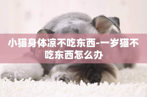 小貓身體涼不吃東西-一歲貓不吃東西怎么辦