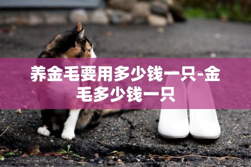 養金毛要用多少錢一只-金毛多少錢一只