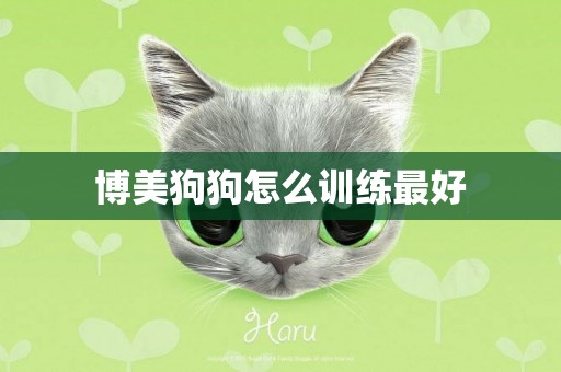 博美狗狗怎么訓練最好