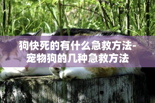 狗快死的有什么急救方法-寵物狗的幾種急救方法