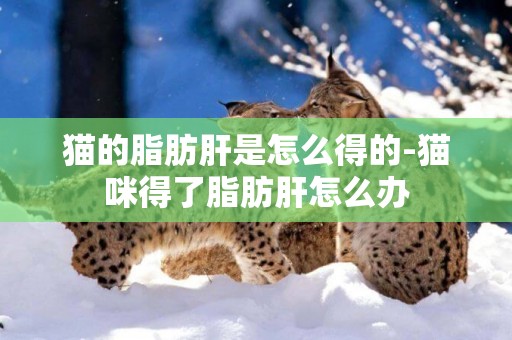 貓的脂肪肝是怎么得的-貓咪得了脂肪肝怎么辦