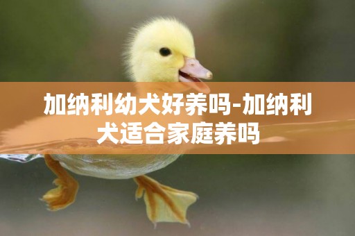 加納利幼犬好養嗎-加納利犬適合家庭養嗎