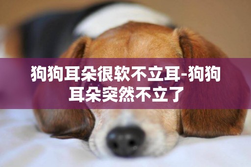 狗狗耳朵很軟不立耳-狗狗耳朵突然不立了