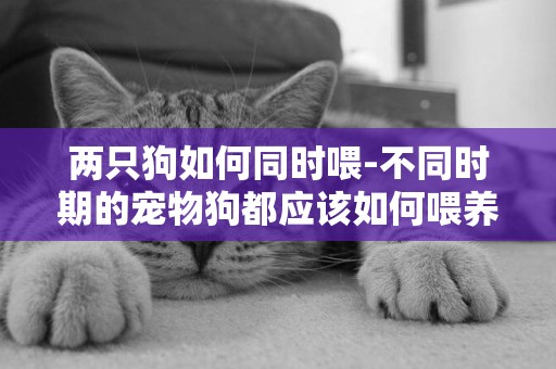 兩只狗如何同時喂-不同時期的寵物狗都應該如何喂養