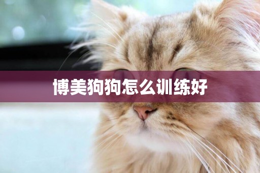 博美狗狗怎么訓練好