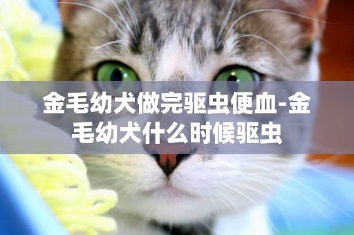 金毛幼犬做完驅蟲便血-金毛幼犬什么時候驅蟲