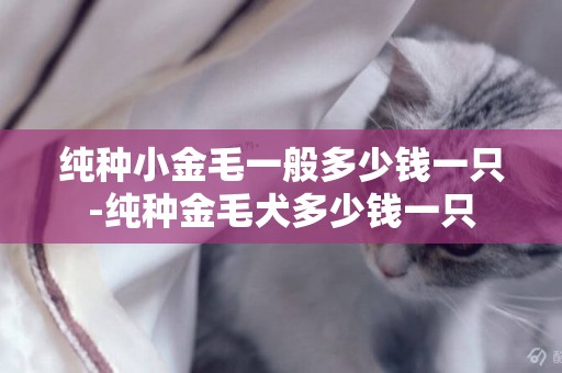 純種小金毛一般多少錢一只-純種金毛犬多少錢一只