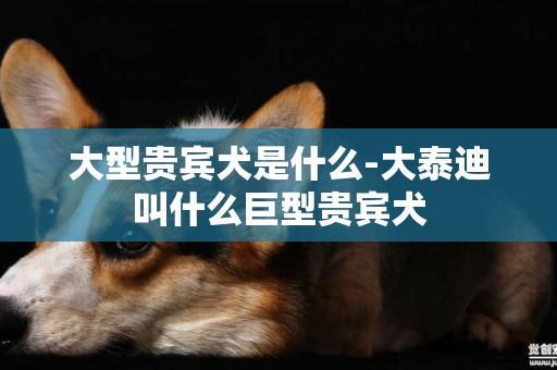 大型貴賓犬是什么-大泰迪叫什么巨型貴賓犬