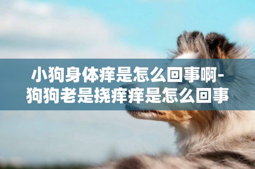 小狗身體癢是怎么回事啊-狗狗老是撓癢癢是怎么回事