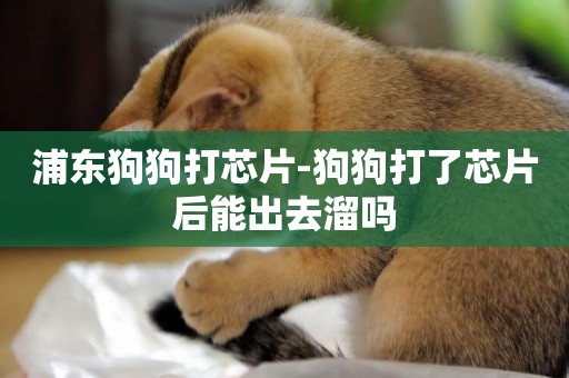 浦東狗狗打芯片-狗狗打了芯片后能出去溜嗎