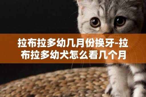 拉布拉多幼幾月份換牙-拉布拉多幼犬怎么看幾個月