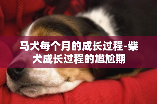 馬犬每個月的成長過程-柴犬成長過程的尷尬期