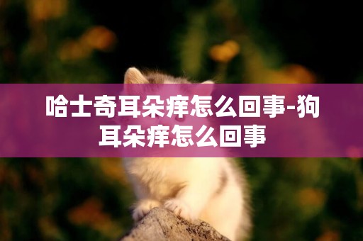 哈士奇耳朵癢怎么回事-狗耳朵癢怎么回事