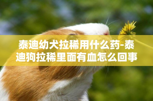 泰迪幼犬拉稀用什么藥-泰迪狗拉稀里面有血怎么回事