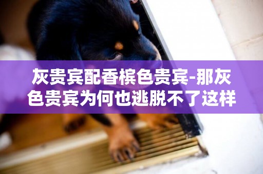 灰貴賓配香檳色貴賓-那灰色貴賓為何也逃脫不了這樣的命運