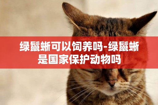 綠鬣蜥可以飼養嗎-綠鬣蜥是國家保護動物嗎