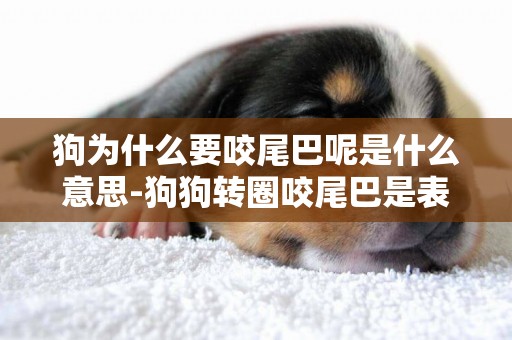 狗為什么要咬尾巴呢是什么意思-狗狗轉圈咬尾巴是表達什么意思
