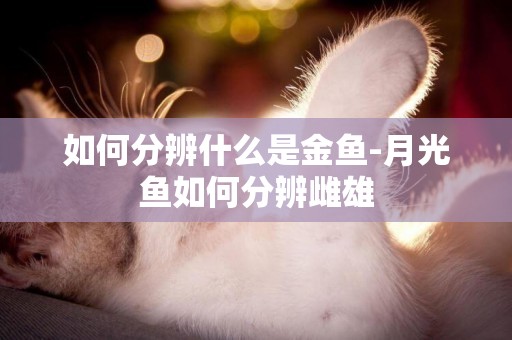 如何分辨什么是金魚-月光魚如何分辨雌雄