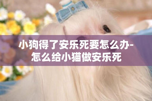 小狗得了安樂死要怎么辦-怎么給小貓做安樂死