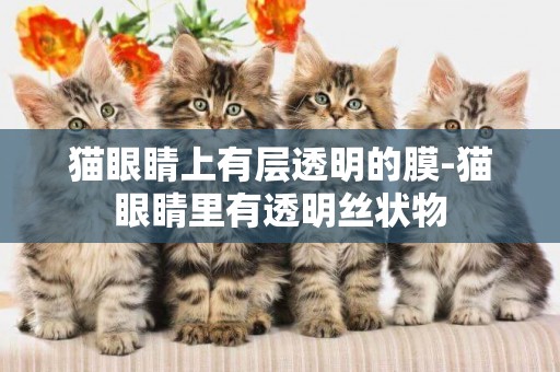 貓眼睛上有層透明的膜-貓眼睛里有透明絲狀物