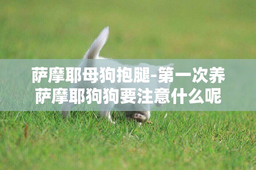 薩摩耶母狗抱腿-第一次養薩摩耶狗狗要注意什么呢