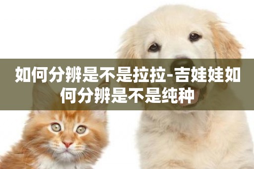 如何分辨是不是拉拉-吉娃娃如何分辨是不是純種