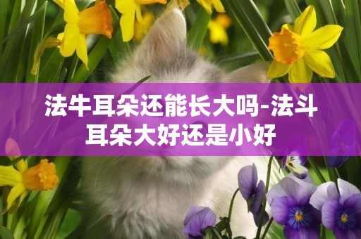 法牛耳朵還能長大嗎-法斗耳朵大好還是小好