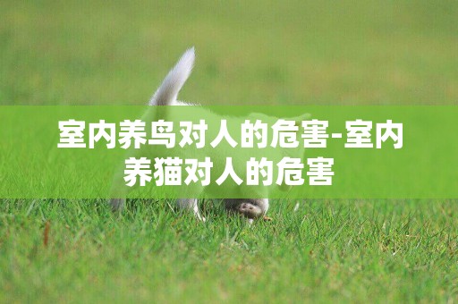 室內養鳥對人的危害-室內養貓對人的危害