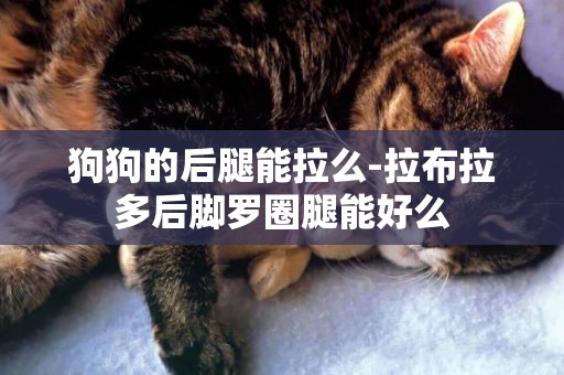 狗狗的后腿能拉么-拉布拉多后腳羅圈腿能好么