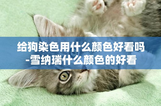 給狗染色用什么顏色好看嗎-雪納瑞什么顏色的好看