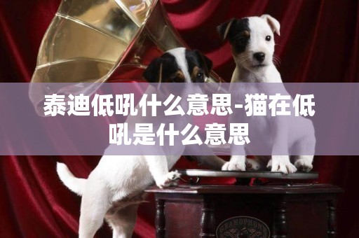 泰迪低吼什么意思-貓在低吼是什么意思