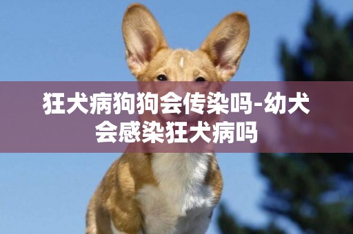 狂犬病狗狗會傳染嗎-幼犬會感染狂犬病嗎
