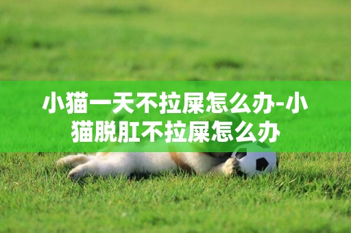 小貓一天不拉屎怎么辦-小貓脫肛不拉屎怎么辦