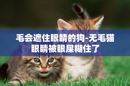 毛會遮住眼睛的狗-無毛貓眼睛被眼屎糊住了