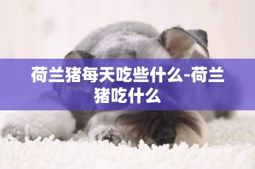 荷蘭豬每天吃些什么-荷蘭豬吃什么